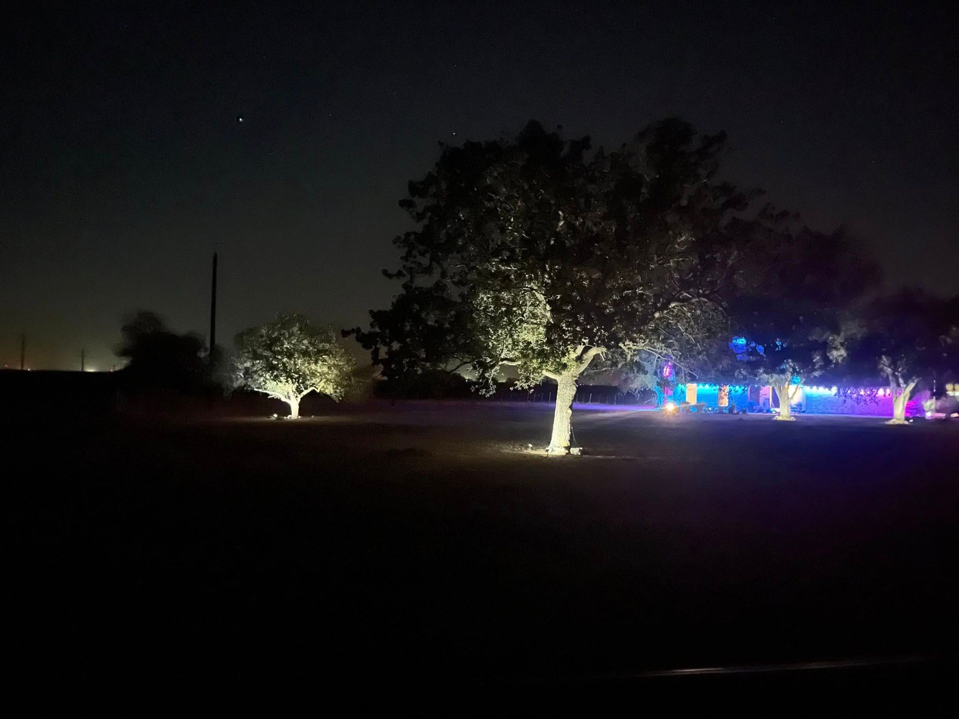 Night view of trees illuminated by spotlights, blue and purple lights in background.
