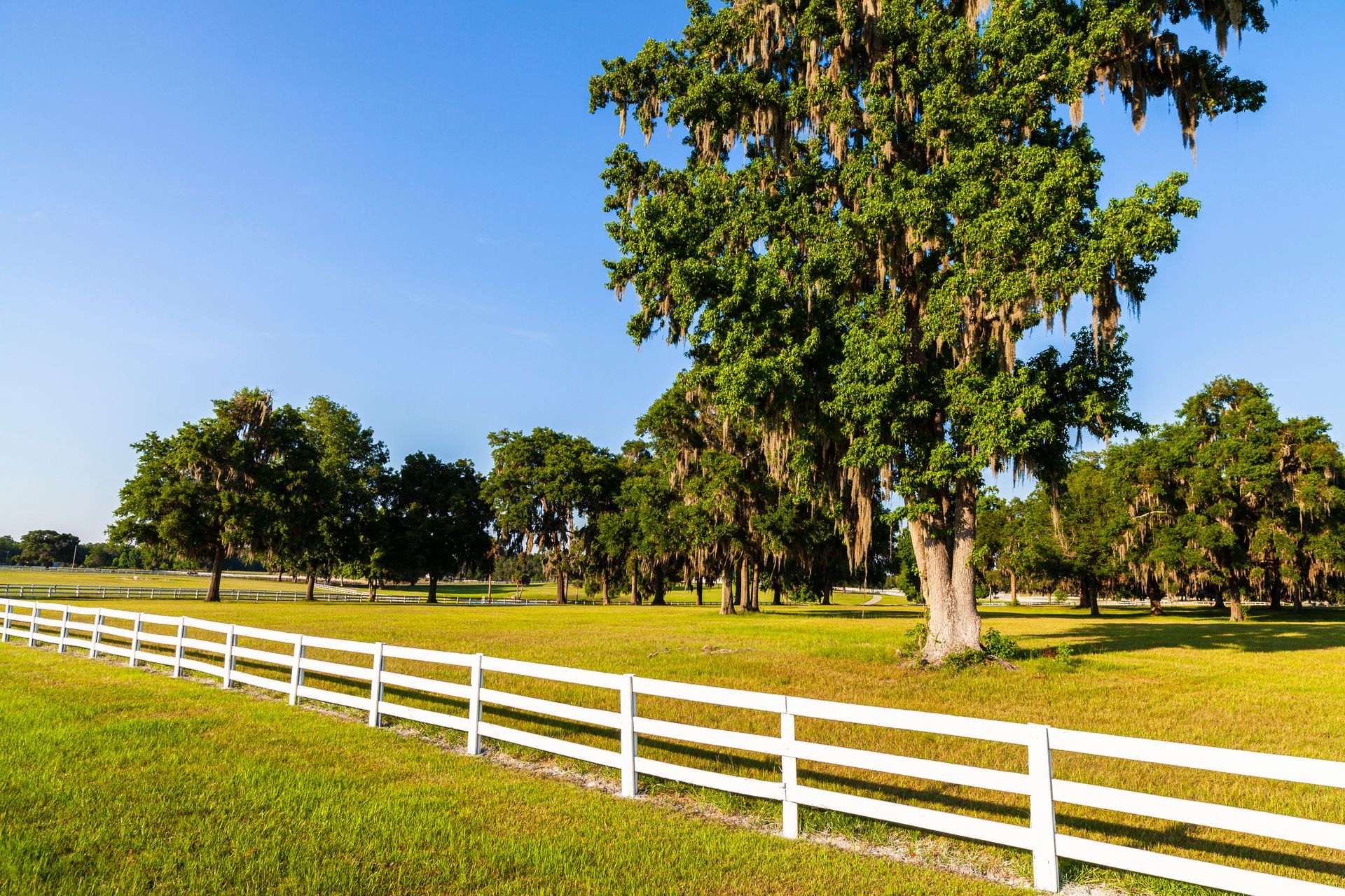 A white fence surrounds a grassy field with trees in the background.