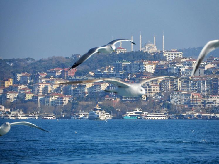 Seagulls flying over the blue sea, with a city skyline in the background.
