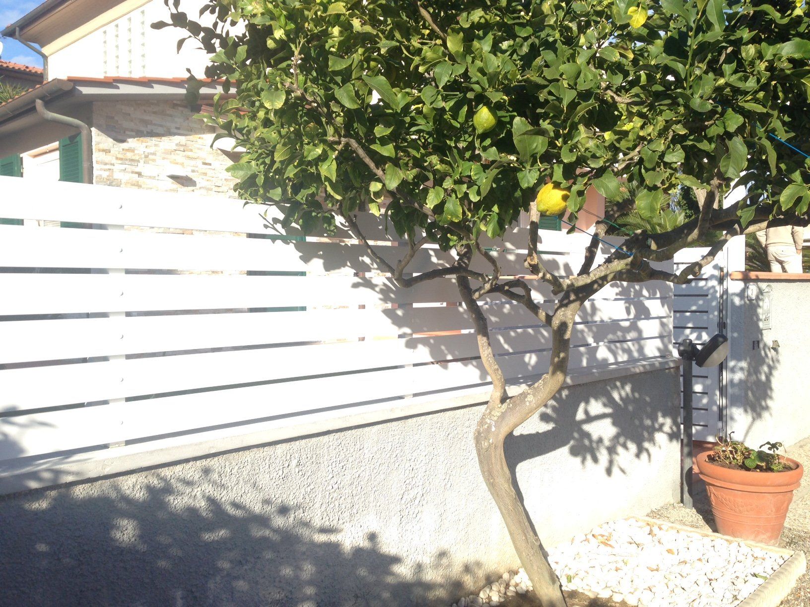 Albero di limoni con limoni, accanto a una recinzione bianca e a un vaso di terracotta. Giornata di sole.