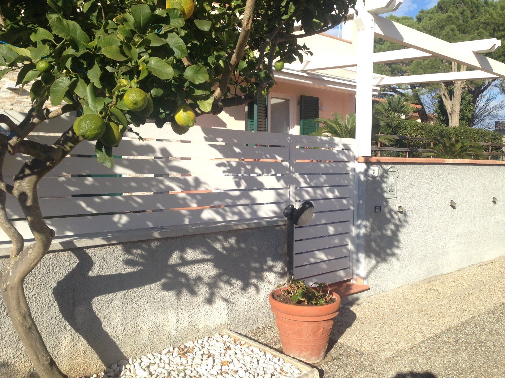 Albero di limone davanti a una recinzione con stecche bianche e un muro di stucco, con una pianta in vaso e un pergolato sullo sfondo.