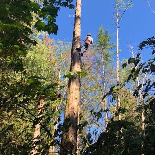 A man is climbing a tree in the woods.