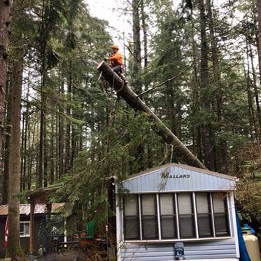 A man is sitting on top of a tree in front of a mobile home.