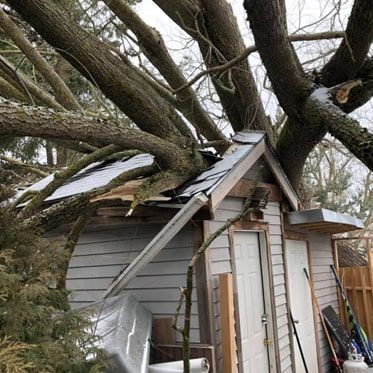 A large tree has fallen on top of a shed.