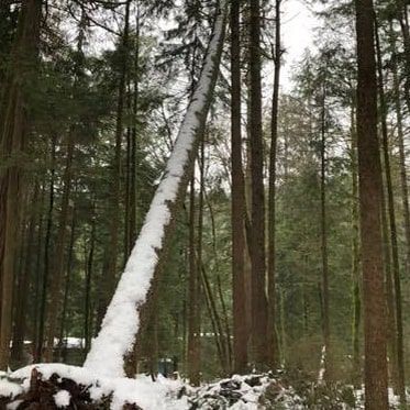 A man is cutting down a tree in the woods with a chainsaw.