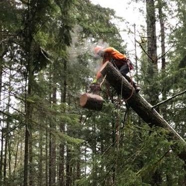 A man is cutting down a tree in the woods with a chainsaw.