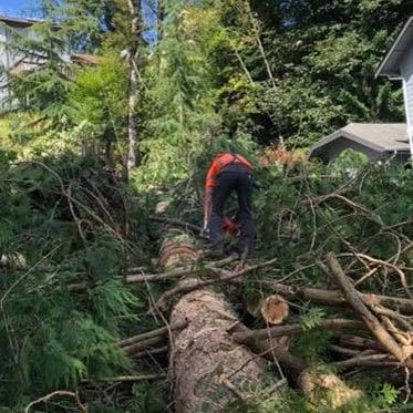 A man is cutting down a tree in the woods with a chainsaw.