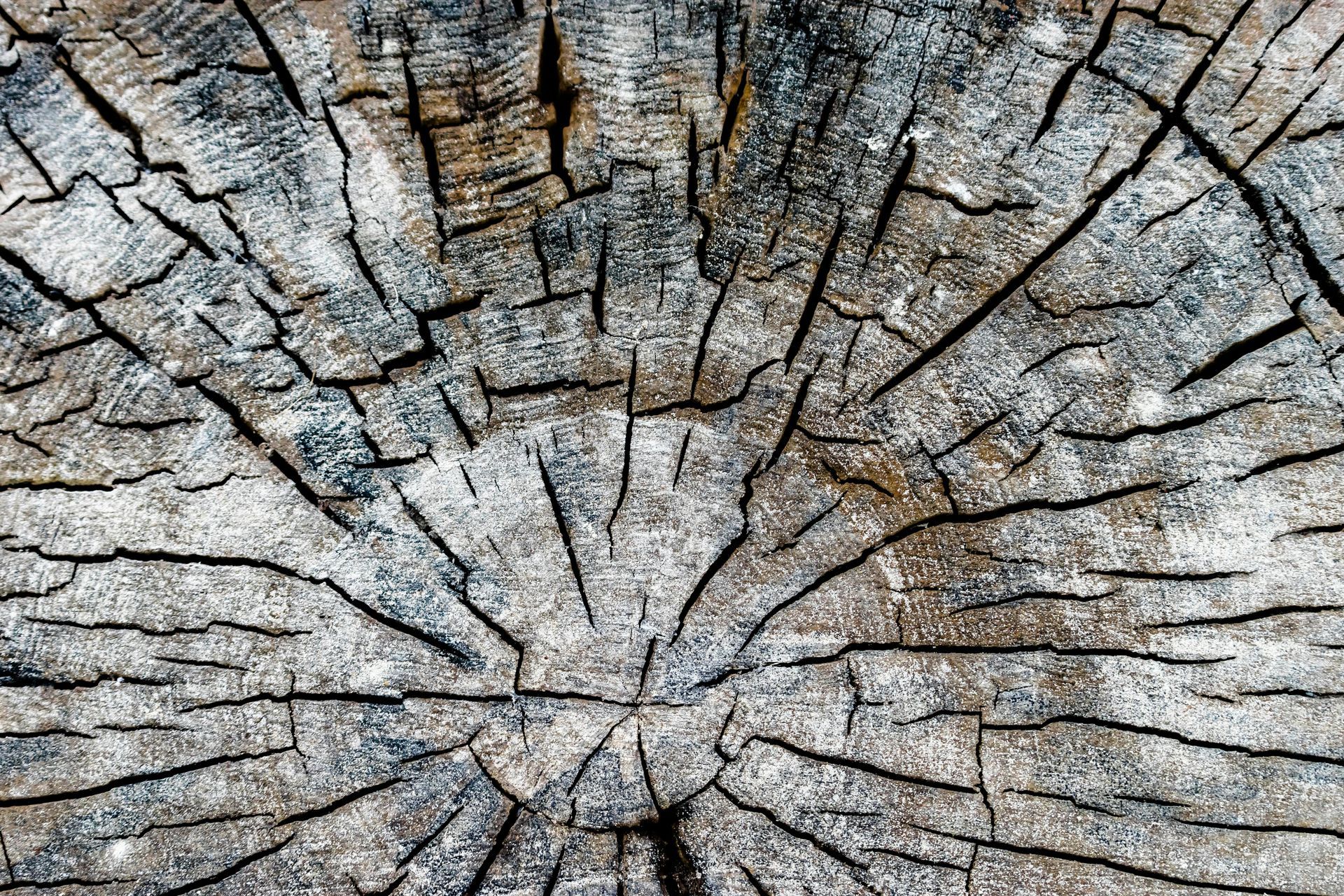 A close up of a tree stump showing the texture of the wood.