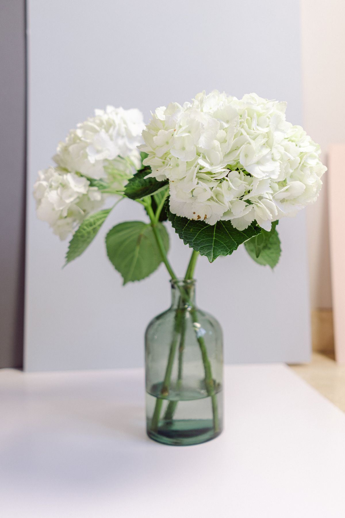 A vase filled with white flowers is sitting on a table.