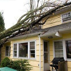 Tree Fallen In House — Roofing Service in Nashville, TN
