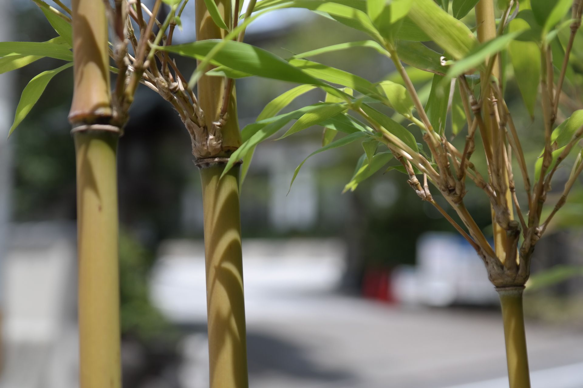 Nahaufnahme von drei Bambusstäben mit grünen Blättern, im Freien mit unscharfem Straßenhintergrund.