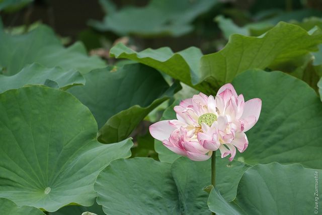 Rosa Lotusblume blüht zwischen großen grünen Seerosenblättern.
