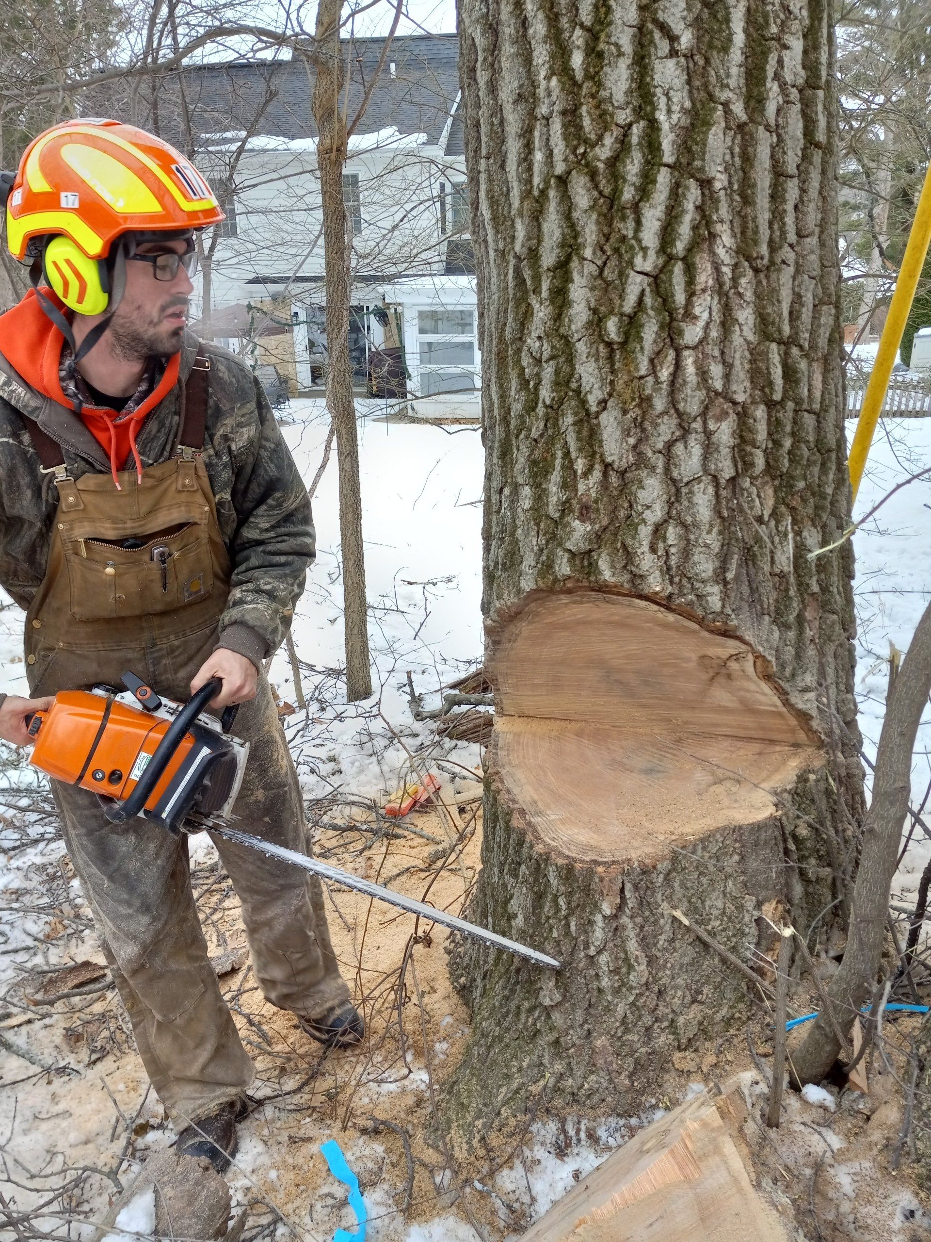 Tree & Snow Removal Company Madison, Middleton Sun Prairie WI Stump
