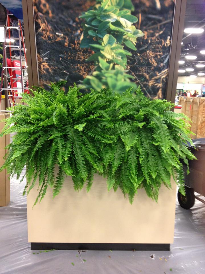 a large planter filled with ferns is sitting in front of a wall