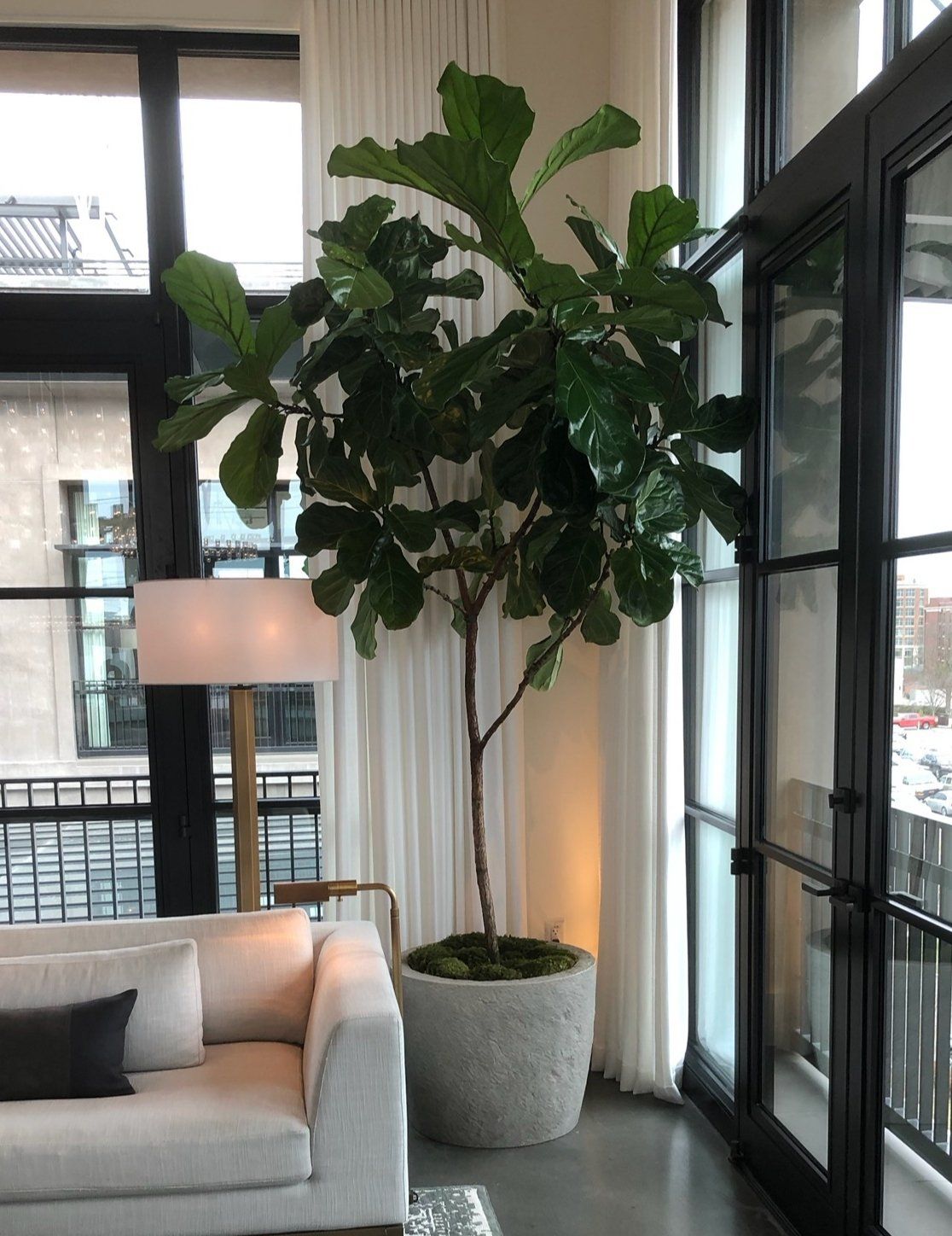 a living room with a couch a lamp and a large potted plant