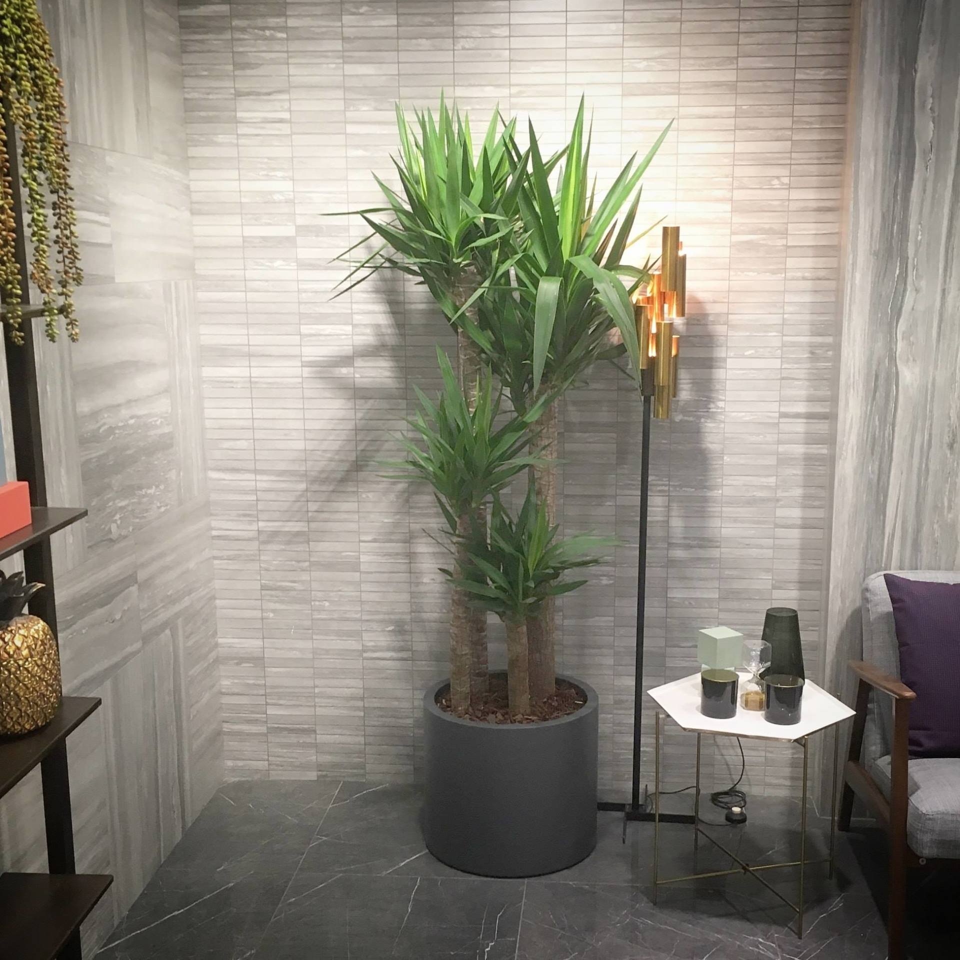 a large potted plant is sitting on a table in a living room