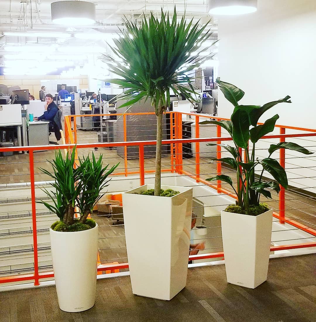 a man sits at a desk in an office behind three potted plants
