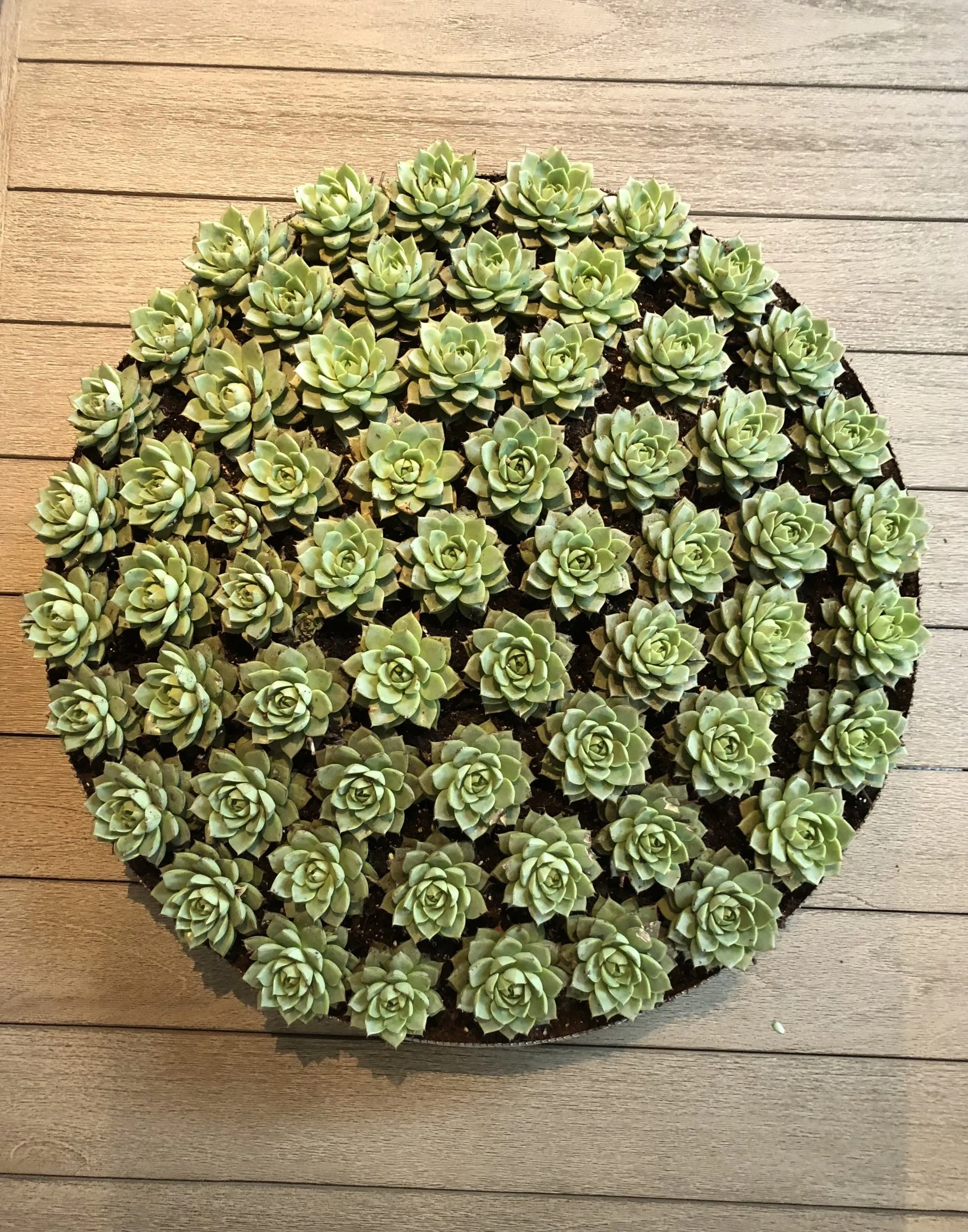 a bunch of green flowers are growing in a circle on a wooden table