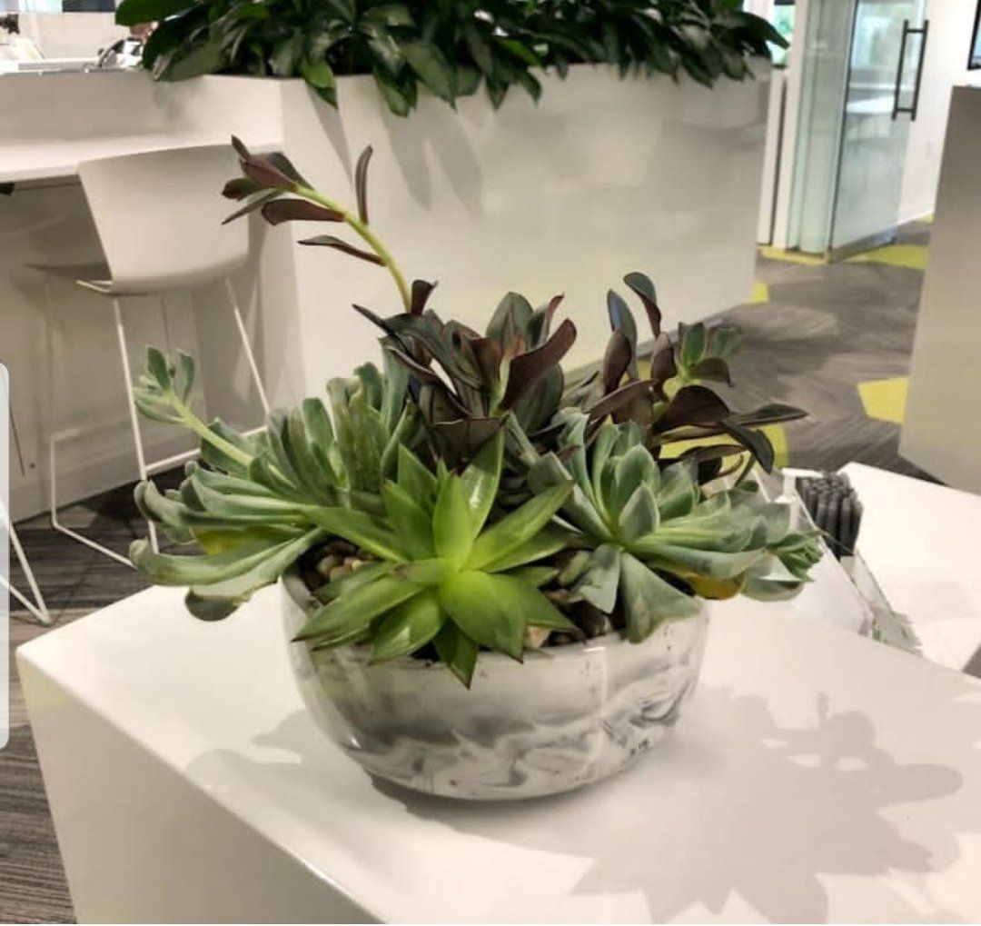 a potted plant is sitting on a white table