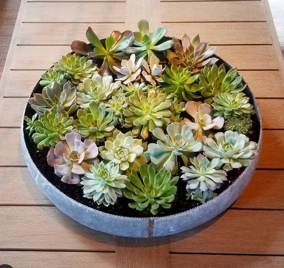 a bowl of succulents is sitting on a wooden table