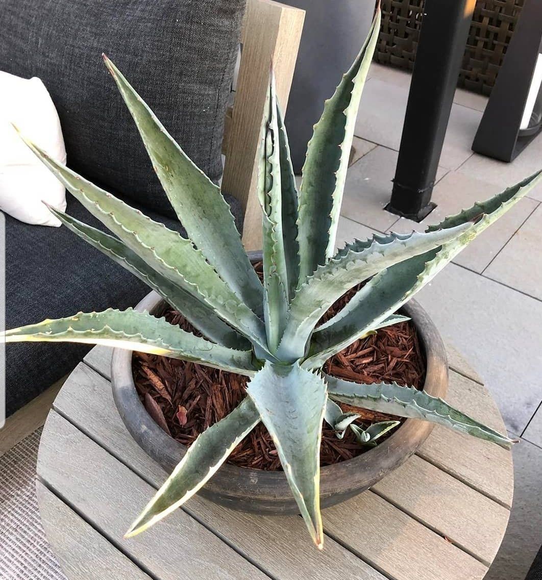 a potted plant is sitting on a wooden table