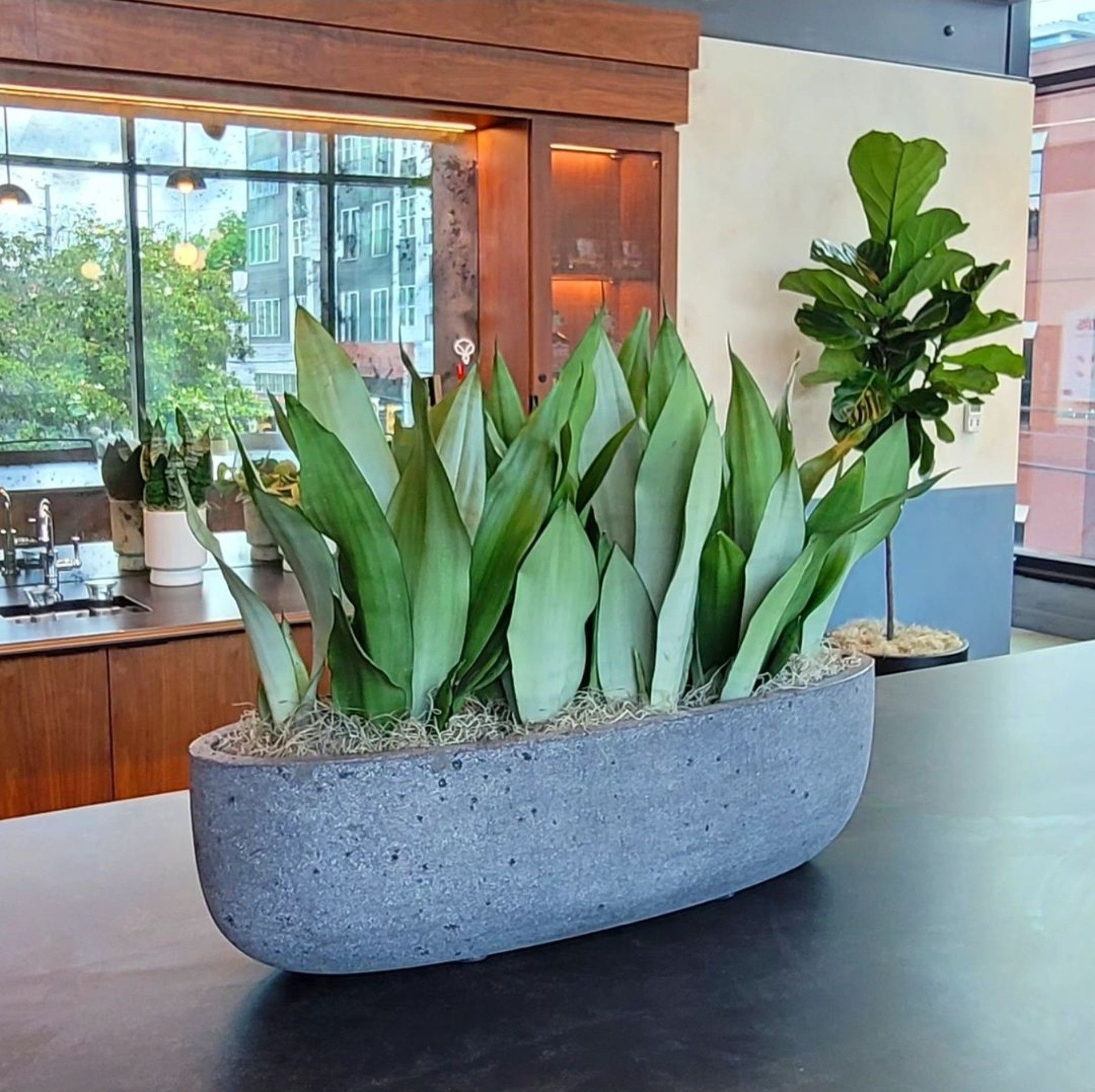 a potted plant is sitting on a counter in a kitchen