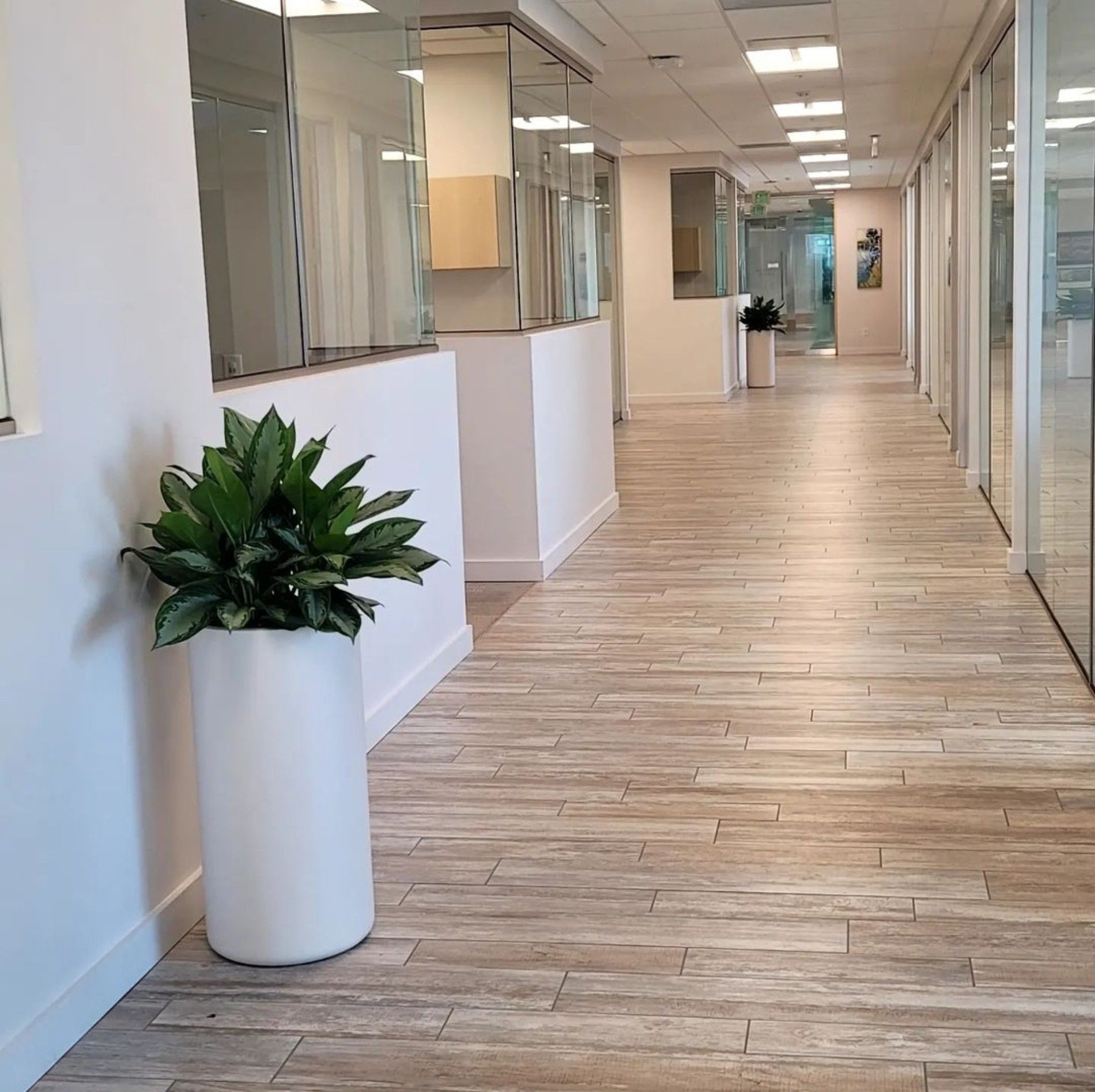 a long hallway with a potted plant in the middle