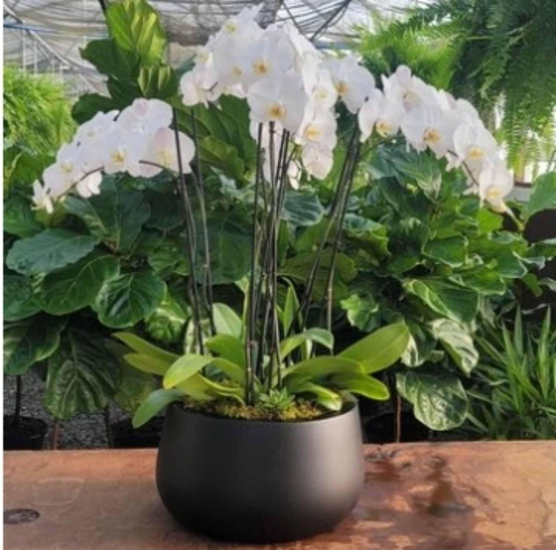 white orchids in a black pot on a table