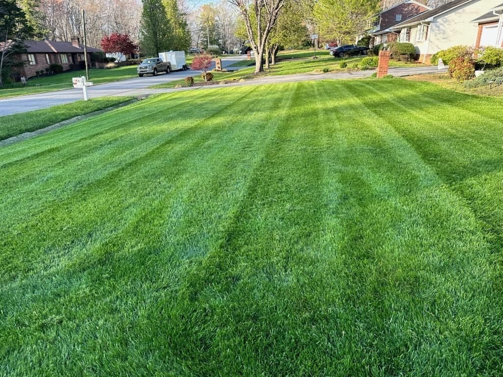 A lush green lawn is being mowed in a residential neighborhood.