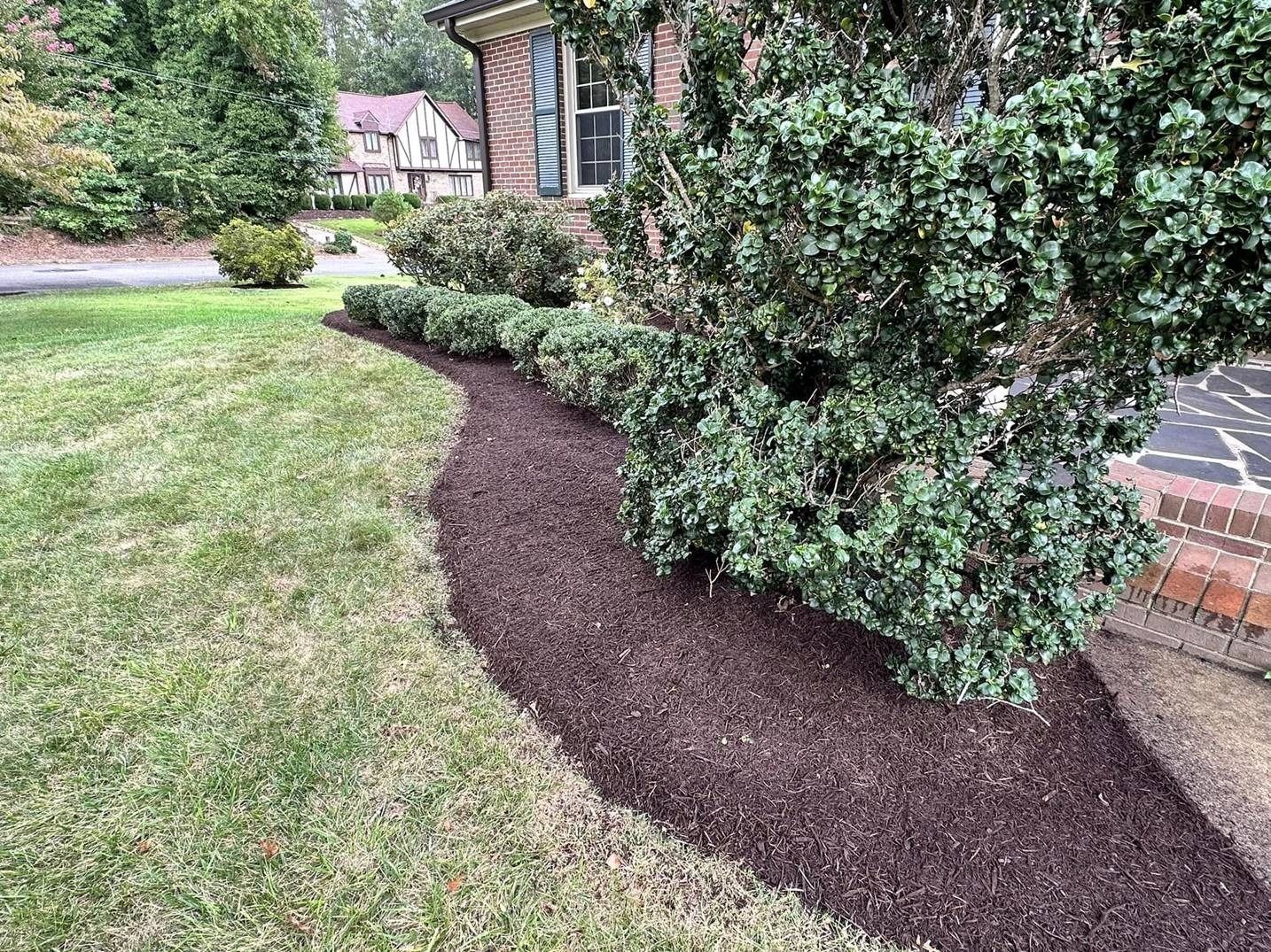 A lush green lawn with a bush in the foreground and mulch in the background.