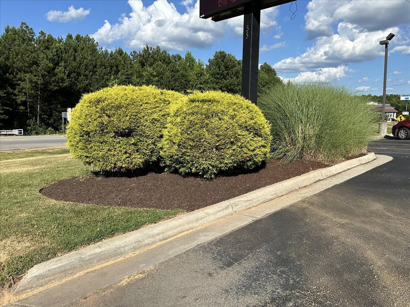 A couple of bushes are sitting on the side of the road next to a sign.