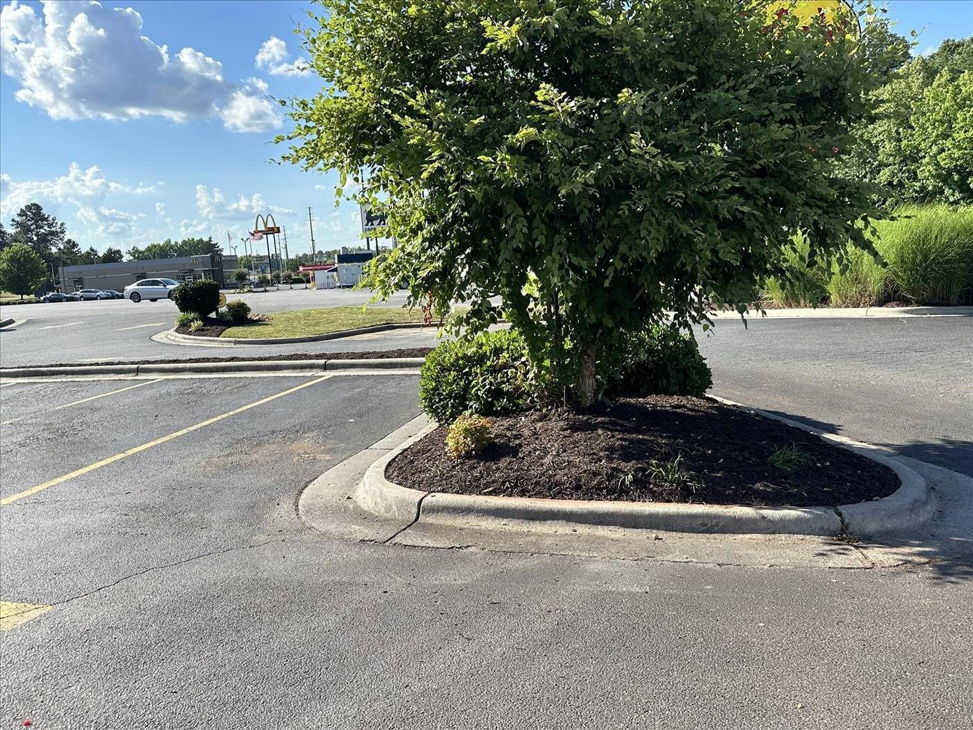 A tree is in the middle of a parking lot.