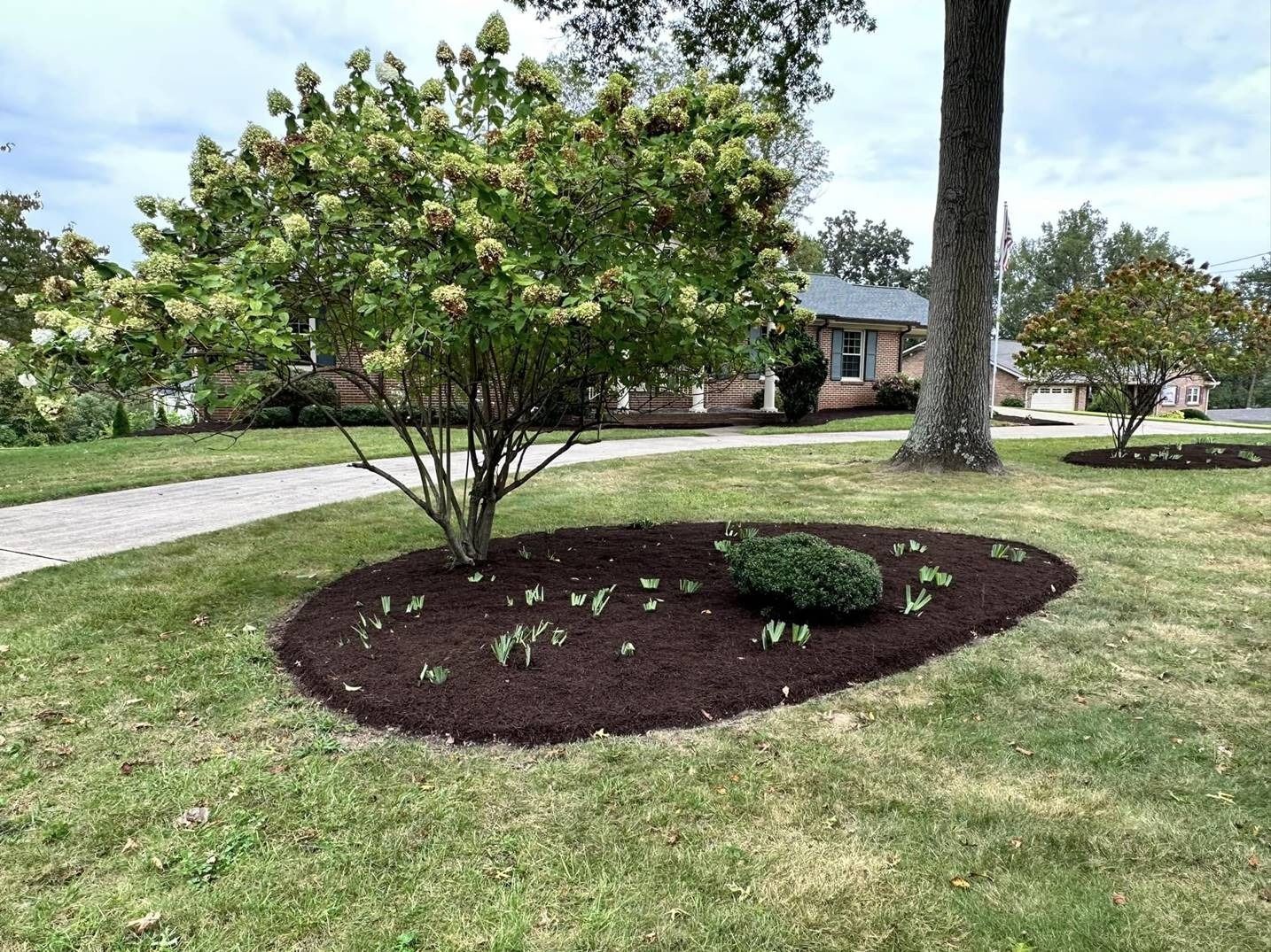A tree in the middle of a lush green lawn in front of a house.
