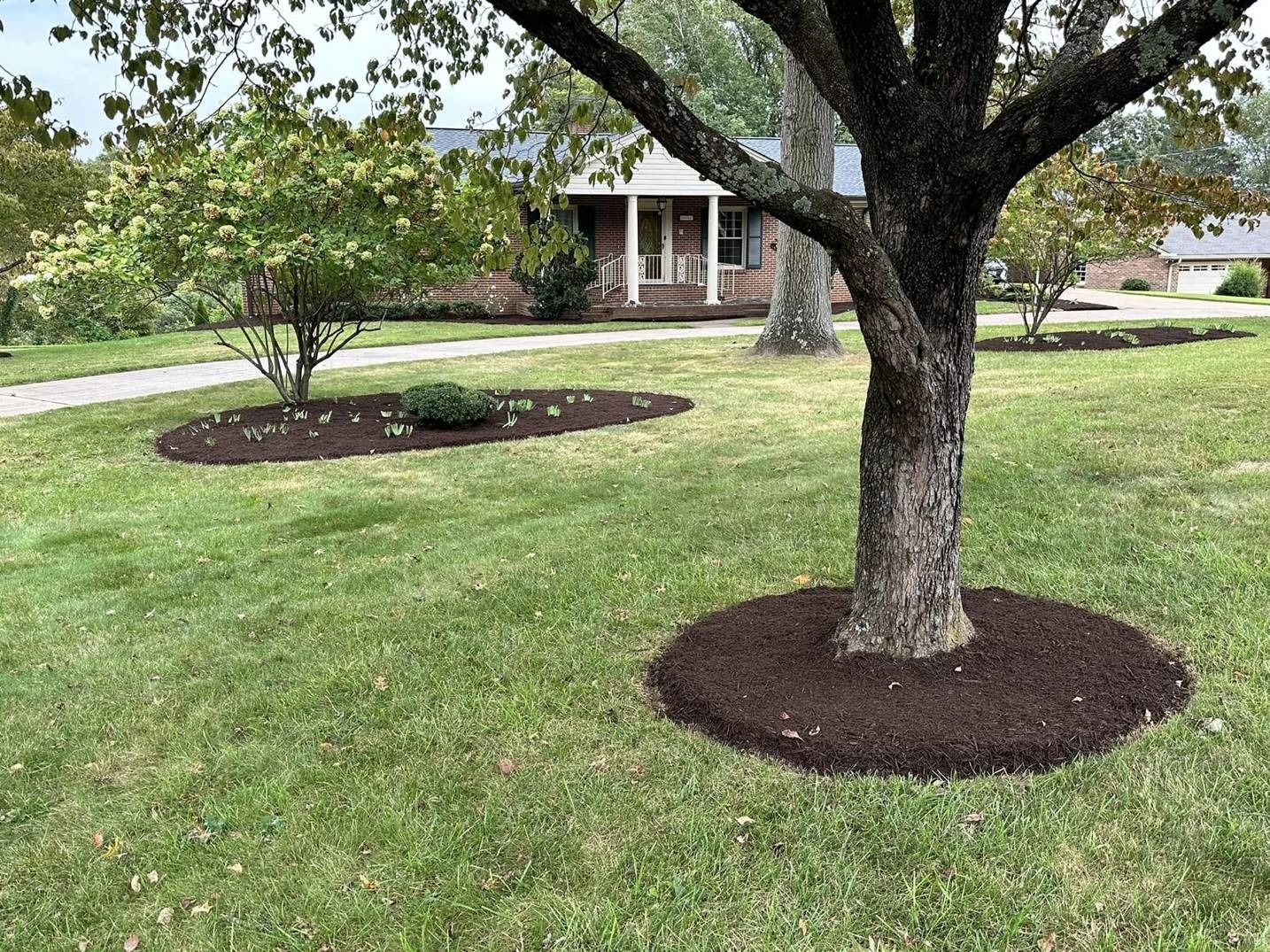 A tree in the middle of a lush green lawn in front of a house.