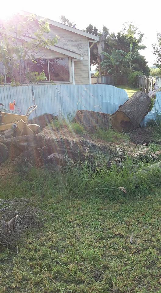 Tree Removed in Residential Home in Lismore