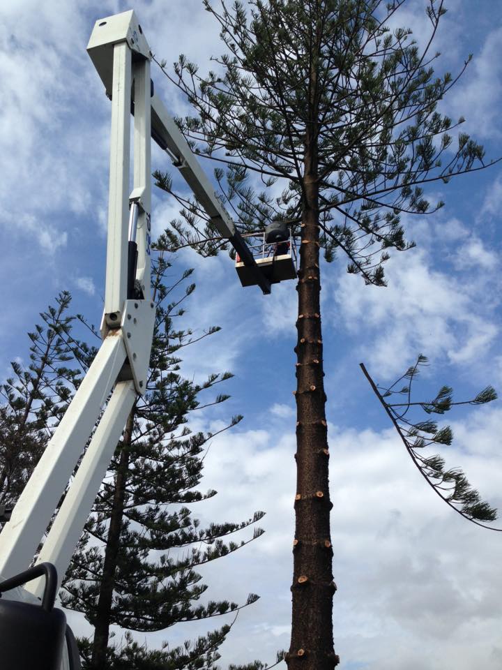 Tree Maintenance Service — Steve Cubis Tree Services in Lismore, NSW
