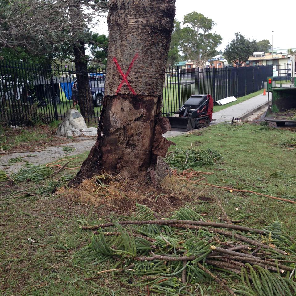 Tree With X Mark — Council Requirements in Lismore, NSW