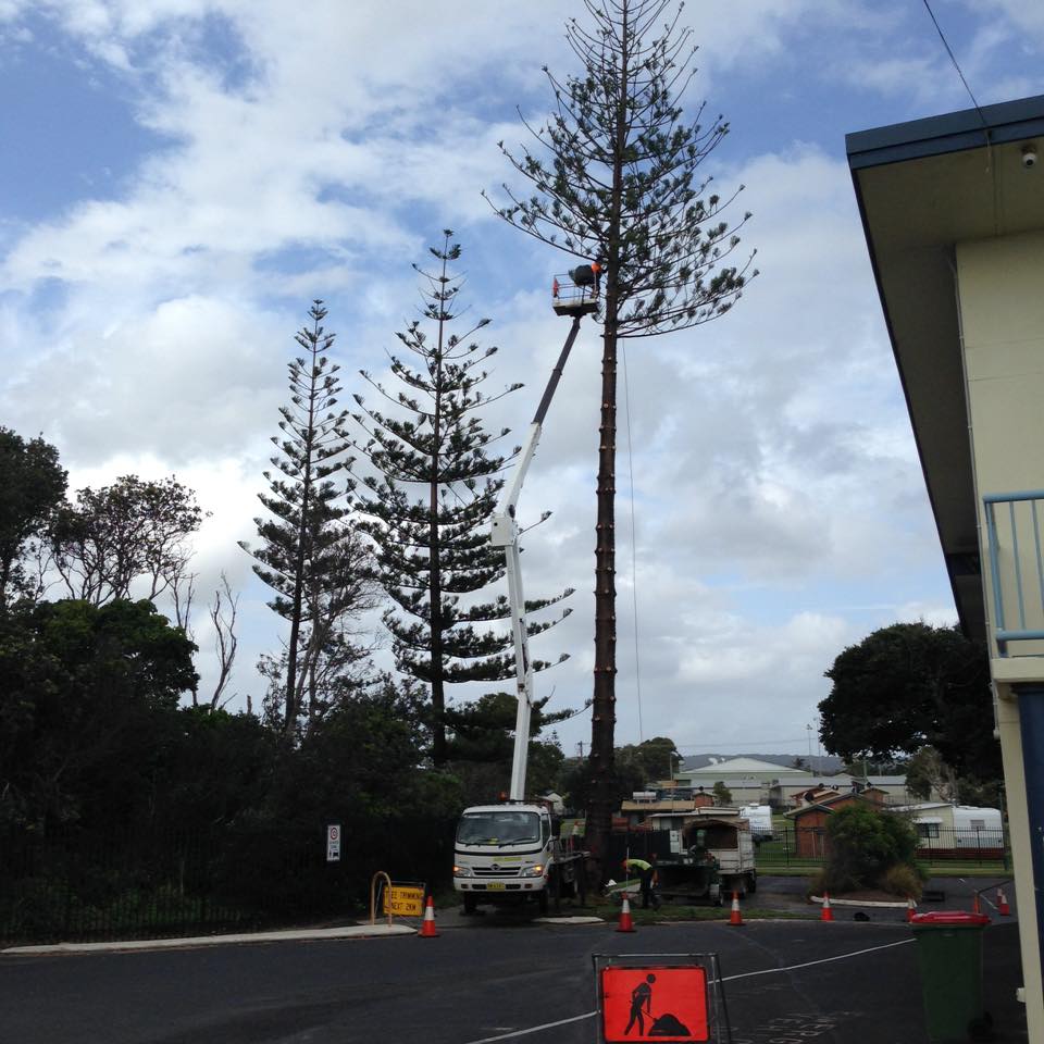 A Tree is Being Cut Down by a Crane in Front of a Building — Steve Cubis Tree Services In Lismore, NSW