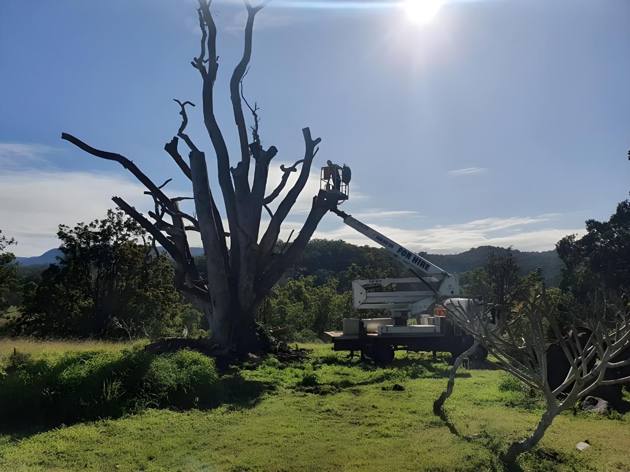 A Tree is Being Cut Down by a Crane in a Field — Steve Cubis Tree Services In Bangalow, NSW