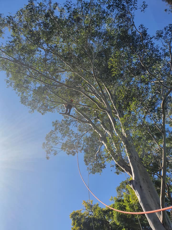 Tree Pruning Services — Arborists in Lismore, NSW