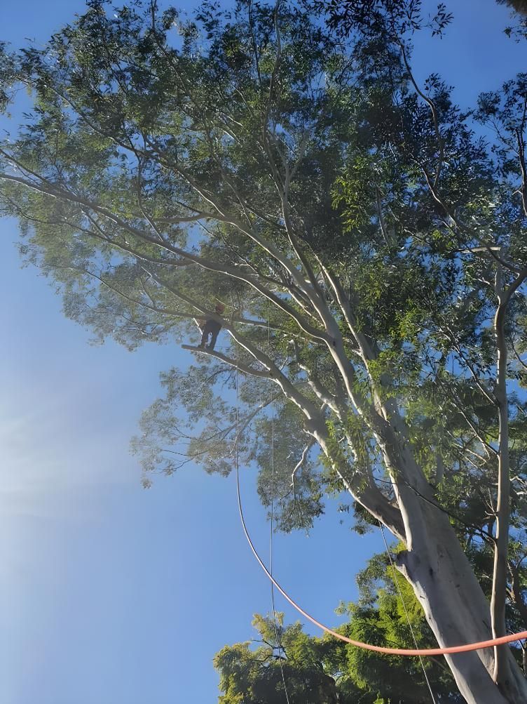 A Man is Climbing a Tree With a Rope Attached to It — Steve Cubis Tree Services In Kyogle, NSW