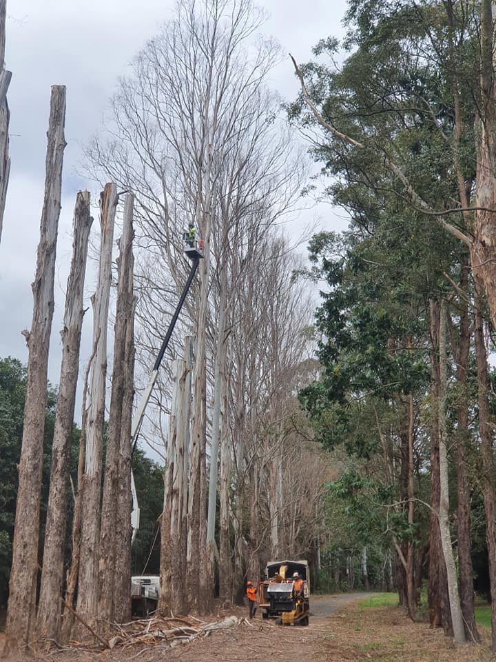 A Group of Trees Are Being Cut Down in a Forest — Steve Cubis Tree Services In Balina, NSW