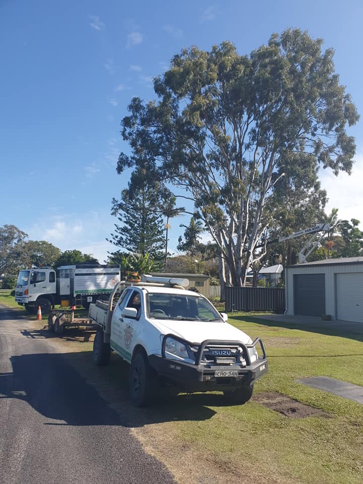 Emergency Tree Work — Emergency Tree Work in Lismore, NSW