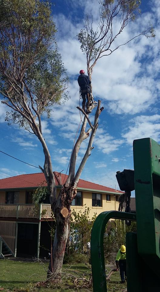 Arborist Tree Cutting — Emergency Tree Work in Lismore, NSW