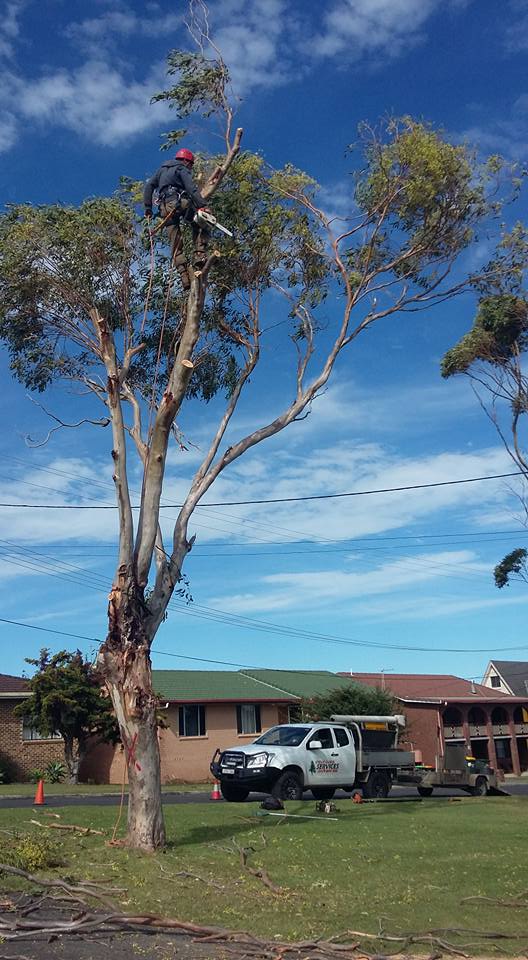 Arborists Cutting Tree — Contact Us in Lismore, NSW