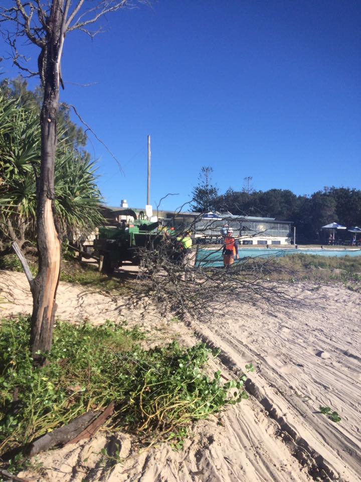 Tree Pruning at Beach — Emergency Tree Work in Lismore, NSW