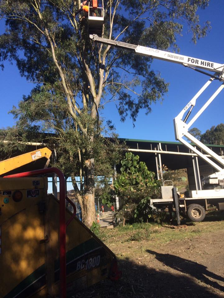Tree Maintenance — Commercial Arborists in Lismore, NSW