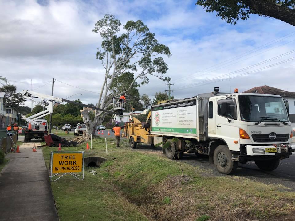 Tree Services in Lismore, NSW