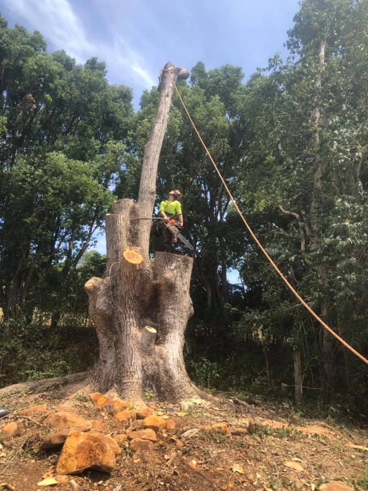Tree Cutting — Tree Reports in Lismore, NSW