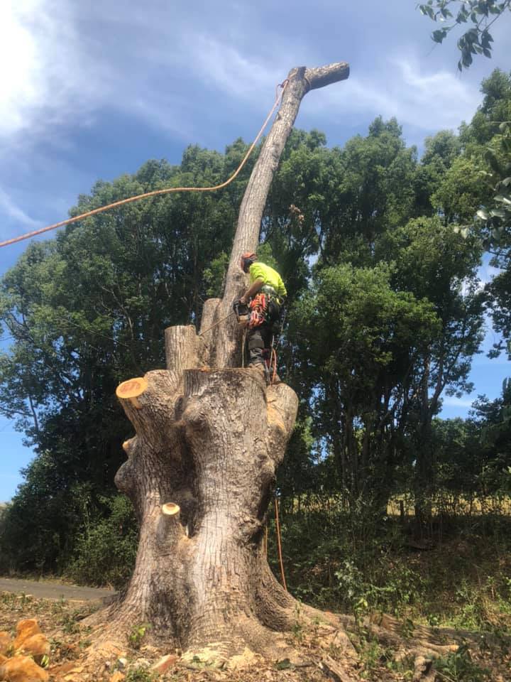 Worker Tree Cutting — Arborists in Lismore, NSW